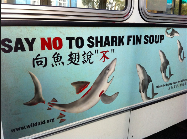  Say No To Shark Fins   
One hundred million sharks suffer from their fins being removed and used in food products like sharp fin soup. Once their fins are removed, the sharks are dumped back in the ocean where they suffocate because they must swim to breathe or die as they are eaten alive.