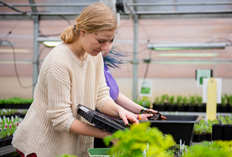 Pushing out plugs from their container, senior Grace Miller prepares to plant in the greenhouse on March 3. 